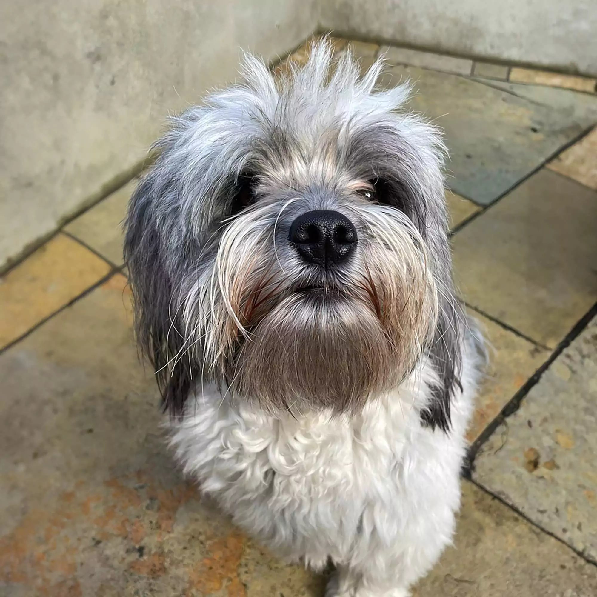 lola dog pet portrait - before photo