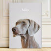 neutral background dog pet portrait
